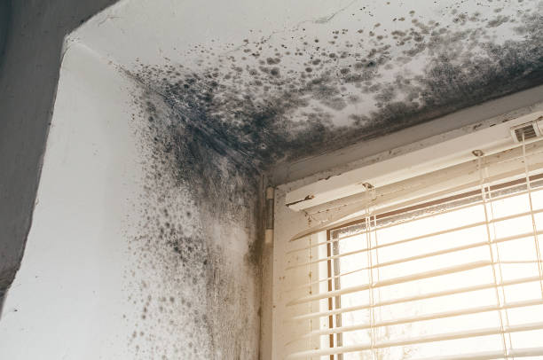 Trusted Attic Mold Removal service in Evans, GA - Cheap Mold Removal