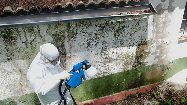 Top rated local Mold Cleanup specialists in Evans, GA